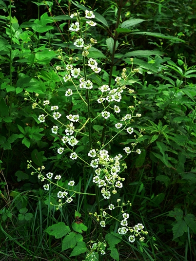 {Melanthium hybridum}